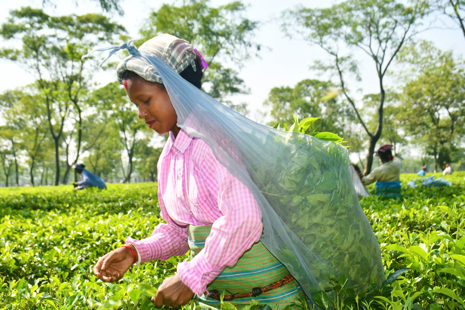The Health Science of High-Altitude Nilgiris Tea
